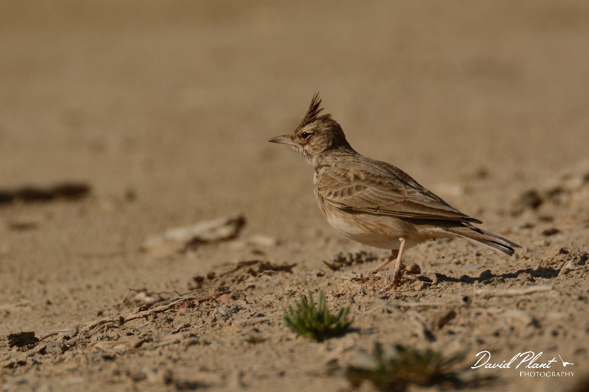 DPP - Wildlife Photography - Crested lark - E.jpg - Crested lark - Sitio das 4 Aguas