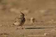 DPP - Wildlife Photography - Crested lark - A