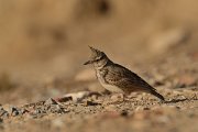DPP - Wildlife Photography - Crested lark - B