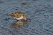 DPP - Wildlife Photography - Dunlin - A