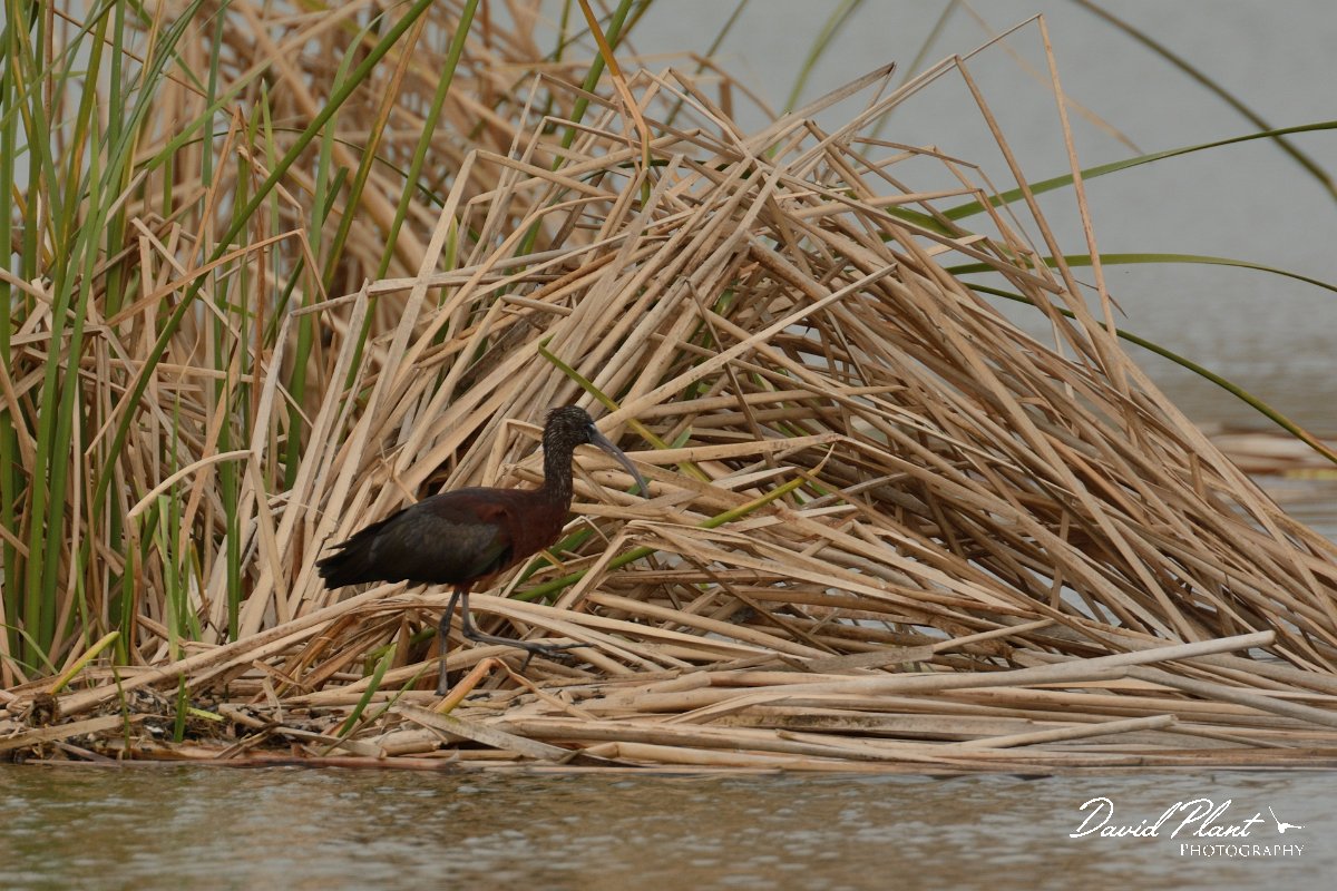 DPP - Wildlife Photography - Glossy ibis - A.jpg - Glossy ibis - Lagoa de São Lourenco