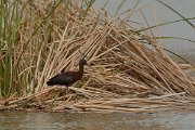 DPP - Wildlife Photography - Glossy ibis - A