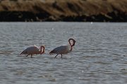 DPP - Wildlife Photography - Greater flamingo - A