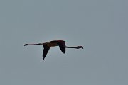 DPP - Wildlife Photography - Greater flamingo - B