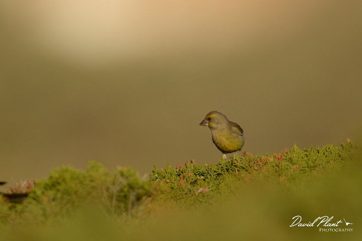 DPP - Wildlife Photography - Greenfinch - A.jpg - Greenfinch - Cabo de São Vicente