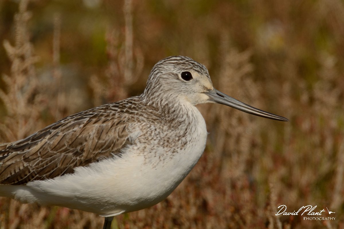 DPP - Wildlife Photography - Greenshank - A.jpg - Greenshank - Sapal de Venta-Moinhos