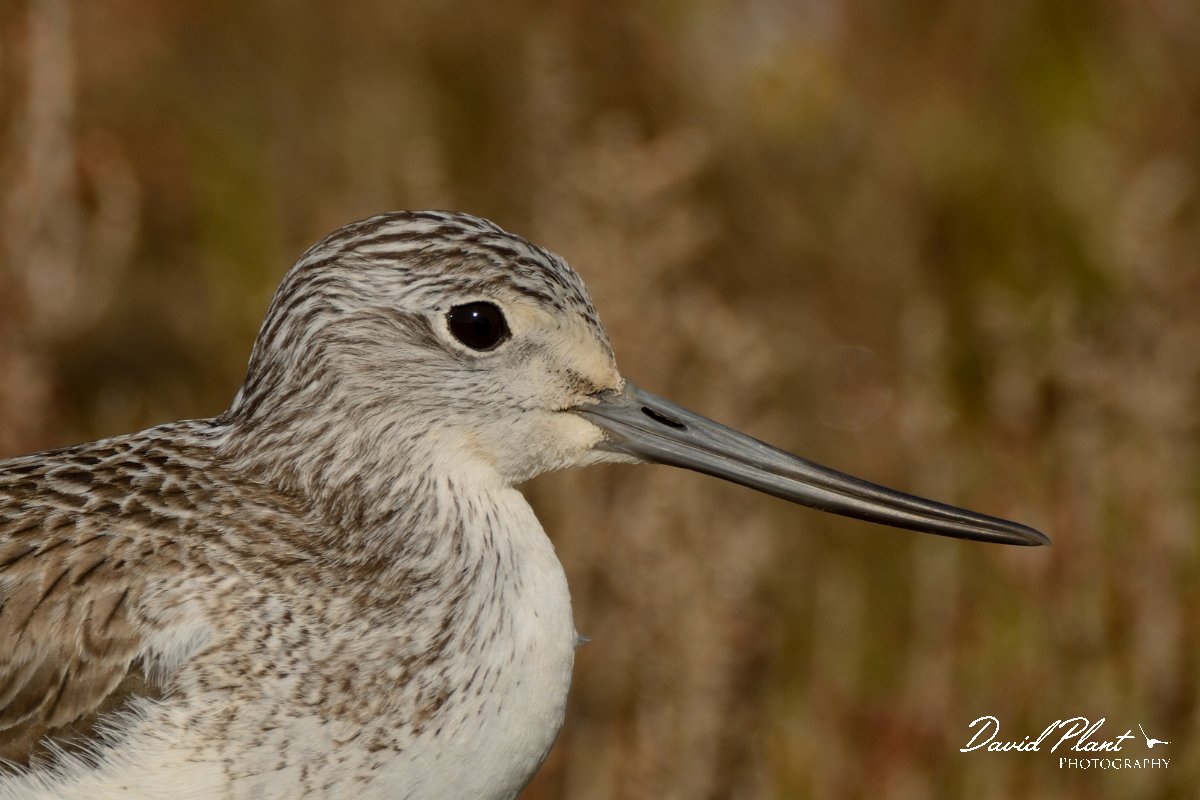 DPP - Wildlife Photography - Greenshank - D.jpg - Greenshank head - Sapal de Venta-Moinhos