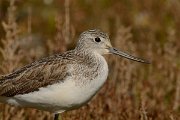 DPP - Wildlife Photography - Greenshank - A