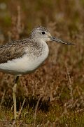DPP - Wildlife Photography - Greenshank - C