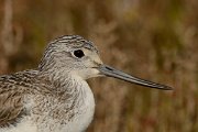 DPP - Wildlife Photography - Greenshank - D