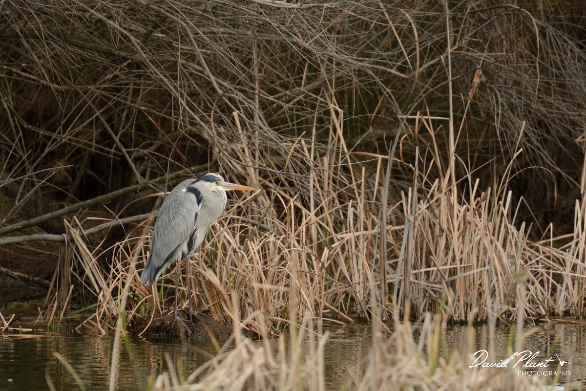 DPP - Wildlife Photography - Grey heron - A.jpg - Grey heron in reeds - Quinta de Marim