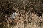 DPP - Wildlife Photography - Grey heron - A