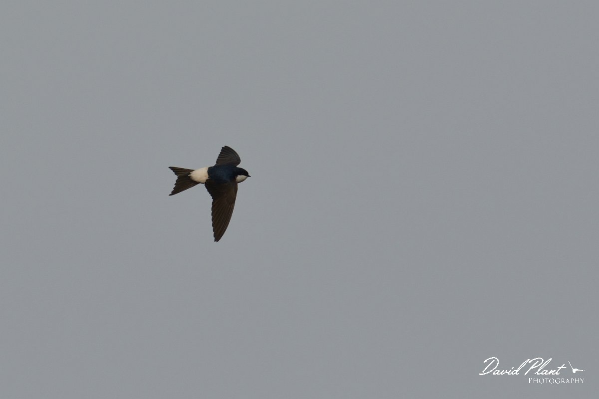 DPP - Wildlife Photography - House martin - A.jpg - House martin in flight - Foz do Almargem