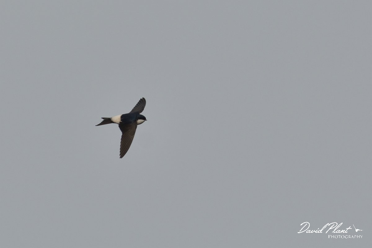 DPP - Wildlife Photography - House martin - B.jpg - House martin in flight - Foz do Almargem