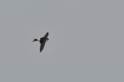 DPP - Wildlife Photography - House martin - B