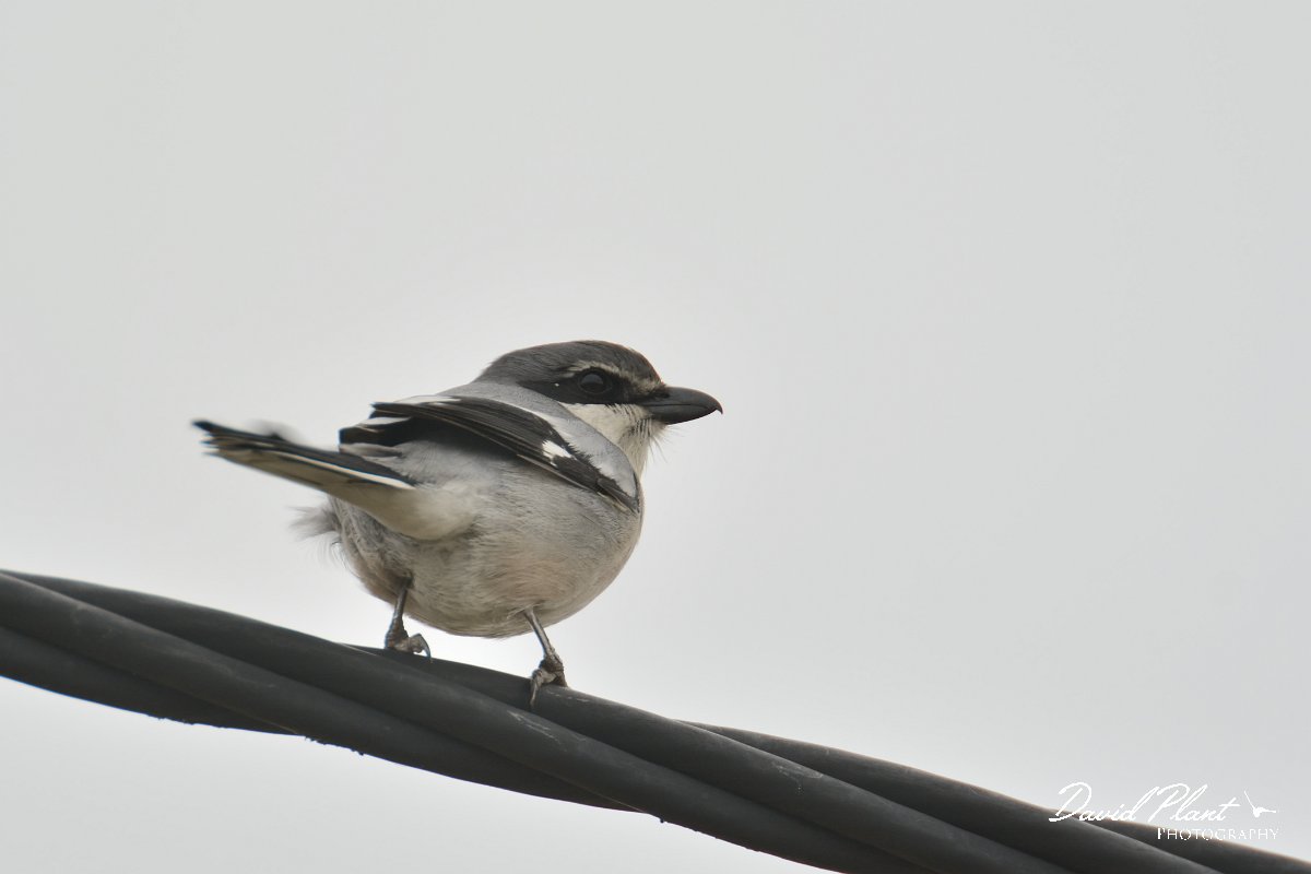 DPP - Wildlife Photography - Iberian grey shrike - B.jpg - Iberian grey shrike on wire - Castro Verde