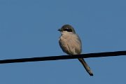 DPP - Wildlife Photography - Iberian grey shrike - A