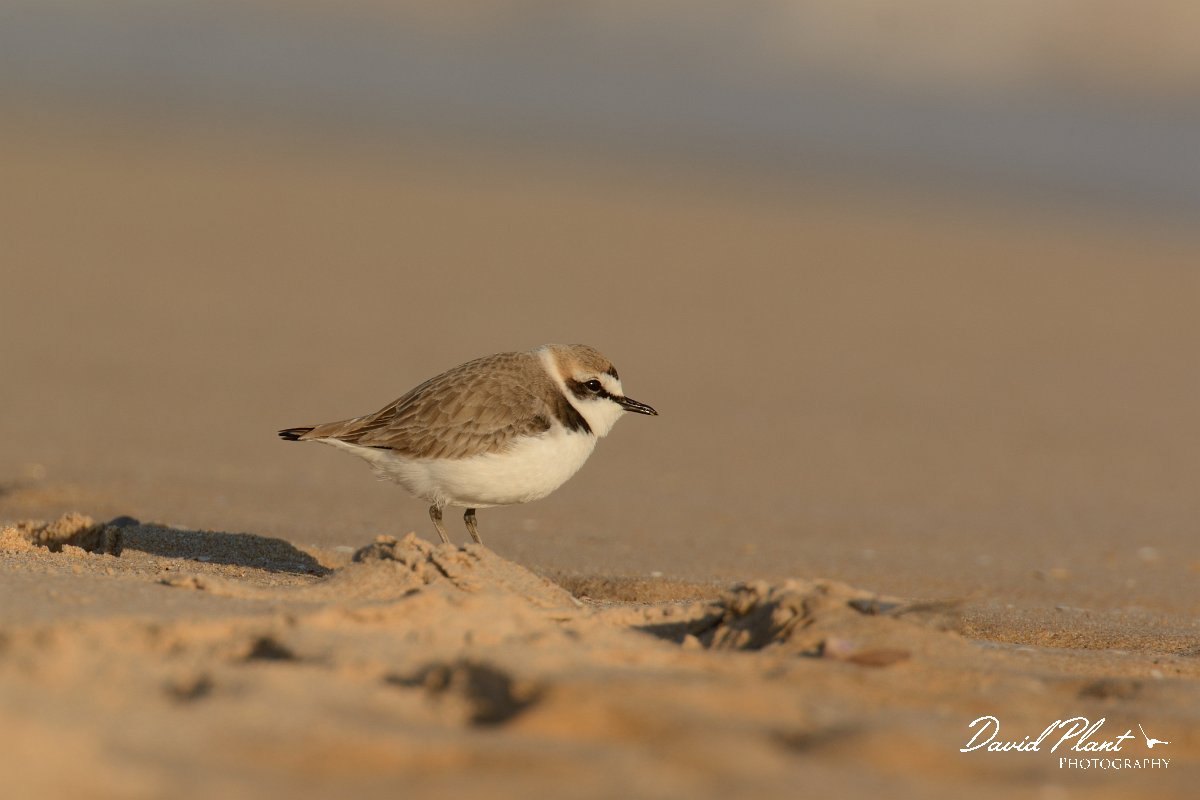 DPP - Wildlife Photography - Kentish plover - B.jpg - Kentish plover - Praia do Alvor