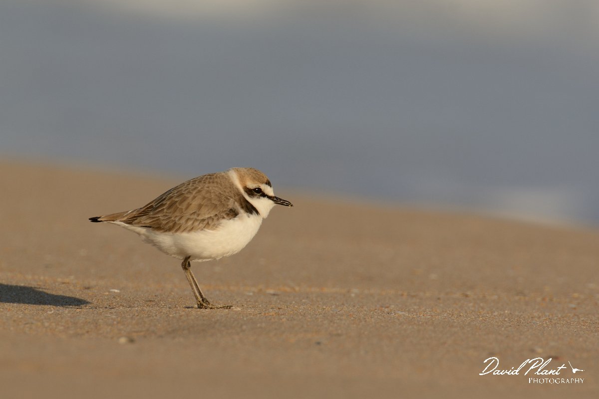DPP - Wildlife Photography - Kentish plover - C.jpg - Kentish plover - Praia do Alvor