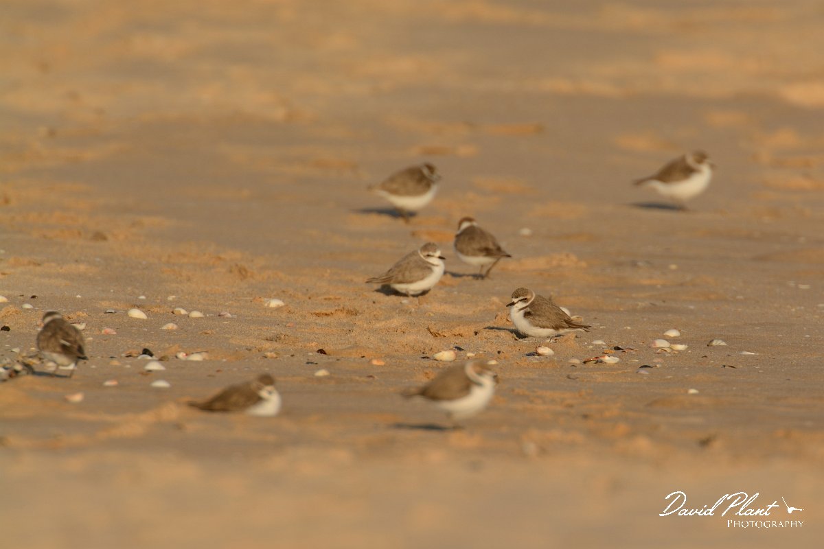DPP - Wildlife Photography - Kentish plover - E.jpg - Kentish plover flock - Praia do Alvor