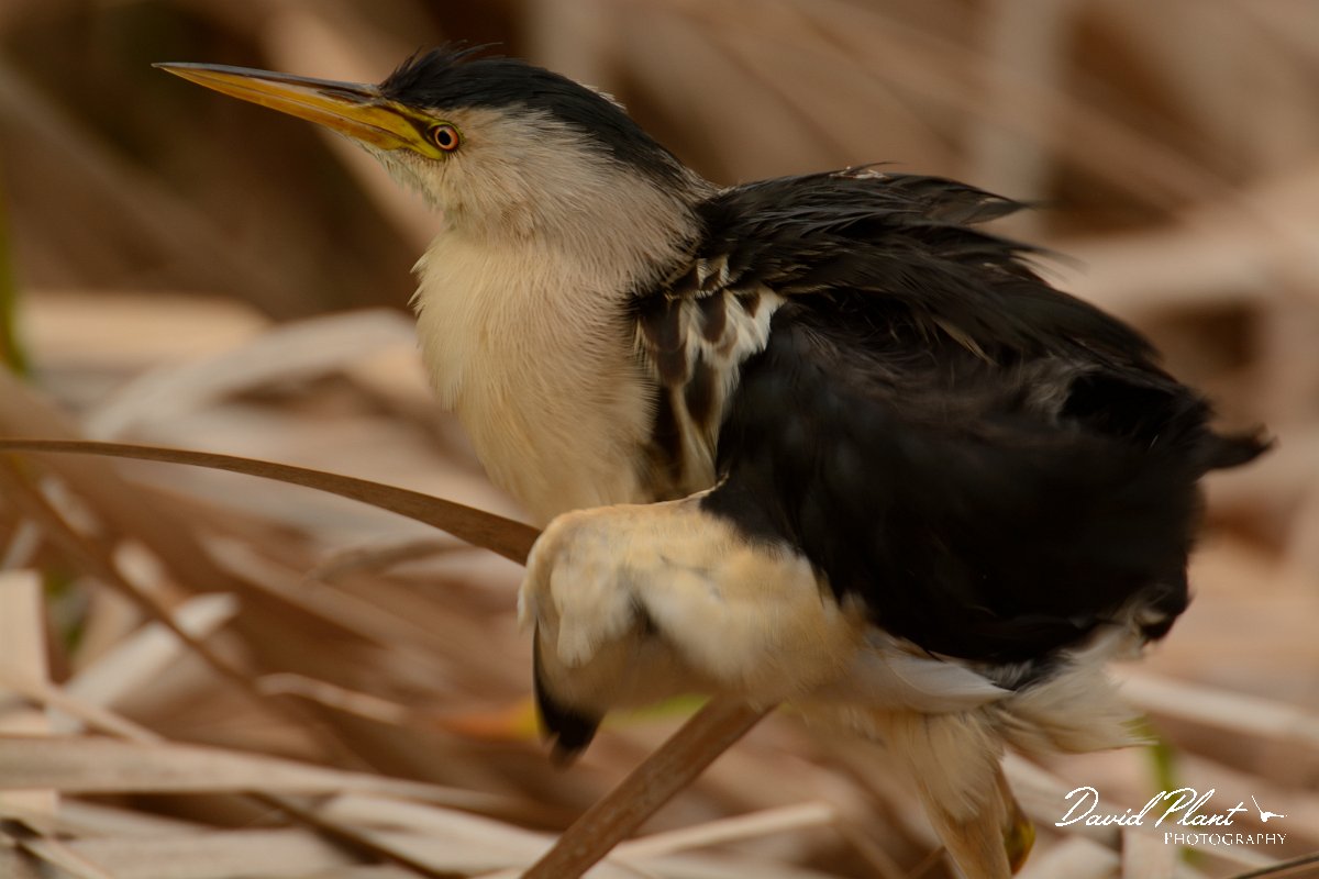 DPP - Wildlife Photography - Little bittern - B.jpg - Little bittern - Lagoa de São Lourenco