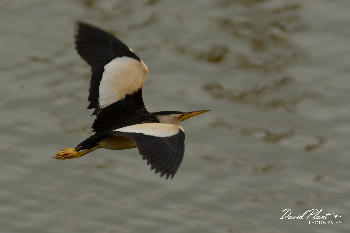 DPP - Wildlife Photography - Little bittern - C.jpg - Little bittern in flight - Lagoa de São Lourenco