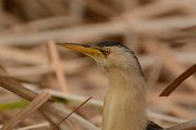 DPP - Wildlife Photography - Little bittern - A