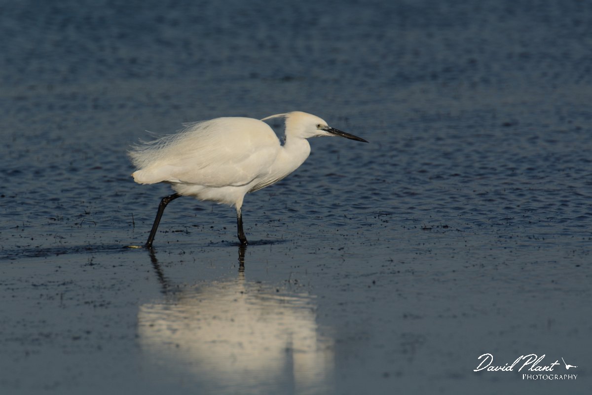 DPP - Wildlife Photography - Little egret - A.jpg - Little egret - Sitio das 4 Aguas