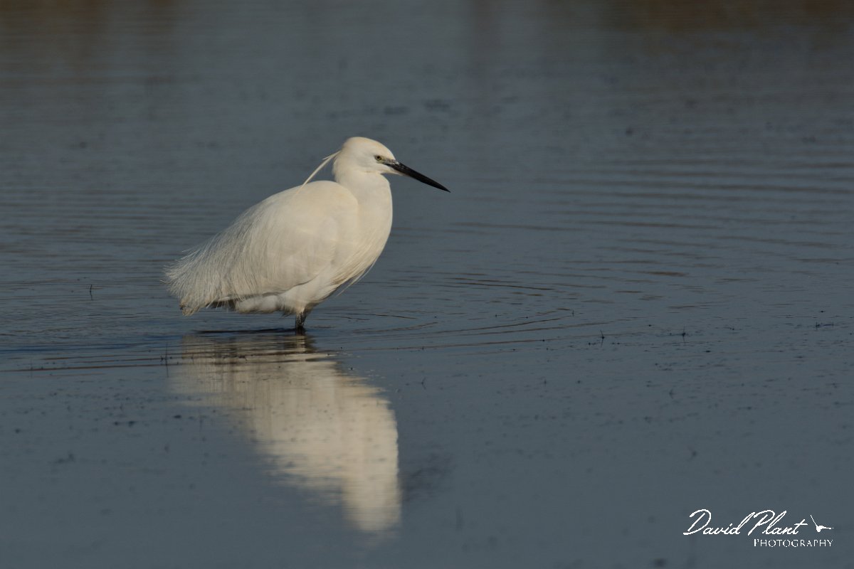 DPP - Wildlife Photography - Little egret - B.jpg - Little egret - Sitio das 4 Aguas