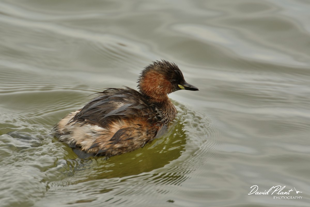 DPP - Wildlife Photography - Little grebe - A.jpg - Little grebe - Lagoa de São Lourenco