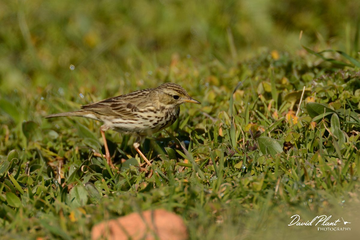 DPP - Wildlife Photography - Meadow pipit - B.jpg - Meadow pipit - Sagres Peninsula
