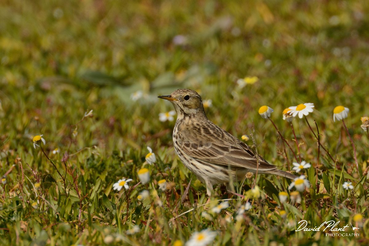 DPP - Wildlife Photography - Meadow pipit - C.jpg - Meadow pipit - Sapal de Venta-Moinhas