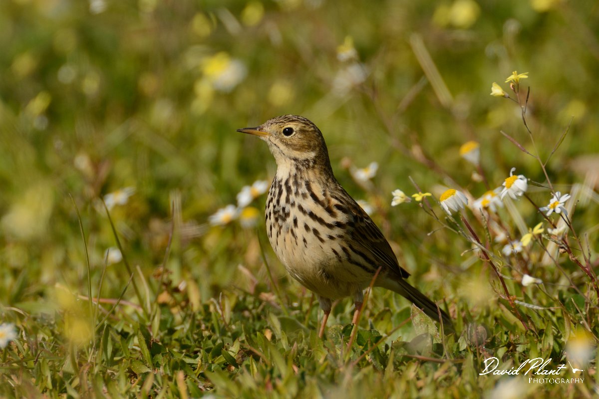 DPP - Wildlife Photography - Meadow pipit - D.jpg - Meadow pipit - Sapal de Venta-Moinhas