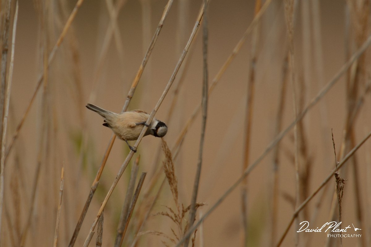 DPP - Wildlife Photography - Penduline tit - B.jpg - Penduline tit feeding - Foz do Almargem