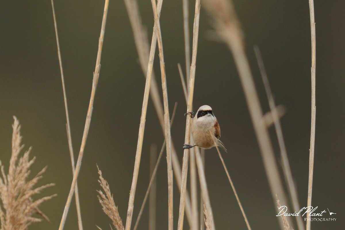 DPP - Wildlife Photography - Penduline tit - D.jpg - Penduline tit - Foz do Almargem