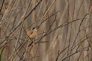 DPP - Wildlife Photography - Penduline tit - A
