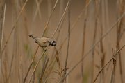 DPP - Wildlife Photography - Penduline tit - B
