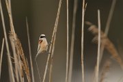 DPP - Wildlife Photography - Penduline tit - C
