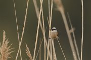 DPP - Wildlife Photography - Penduline tit - D