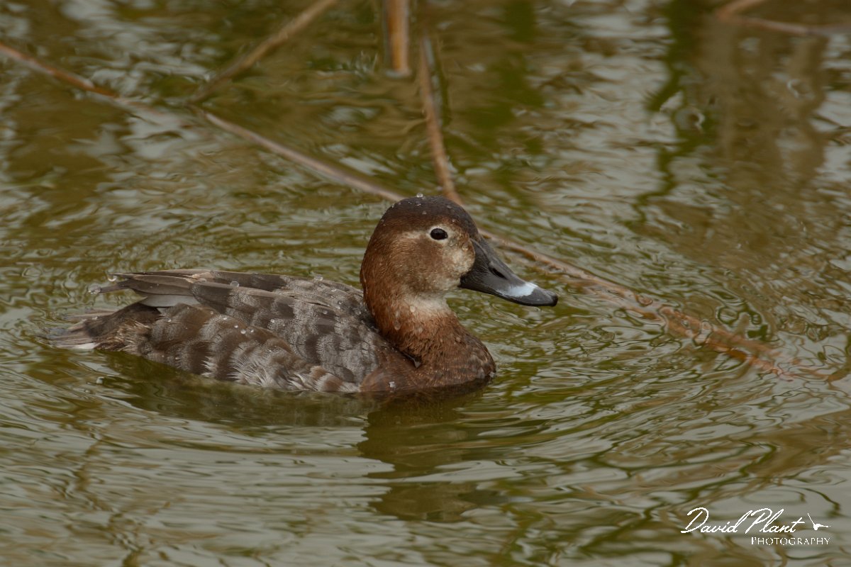 DPP - Wildlife Photography - Pochard - A.jpg - Pochard, female - Quinta de Marim