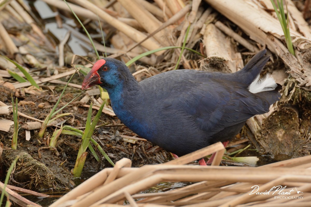 DPP - Wildlife Photography - Purple swamphen - B.jpg - Purple swamphen - Lagoa de São Lourenco