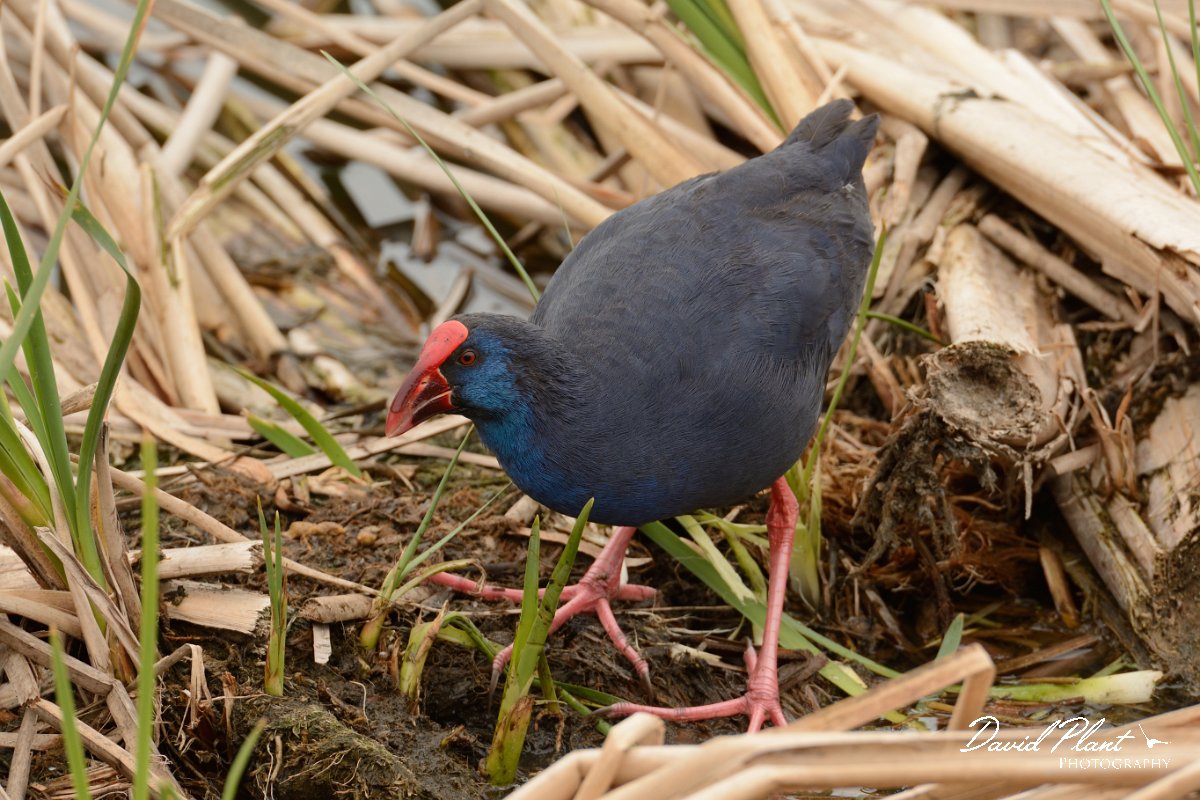 DPP - Wildlife Photography - Purple swamphen - D.jpg - Purple swamphen - Lagoa de São Lourenco