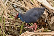 DPP - Wildlife Photography - Purple swamphen - C