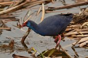 DPP - Wildlife Photography - Purple swamphen - F