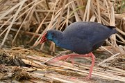 DPP - Wildlife Photography - Purple swamphen - H