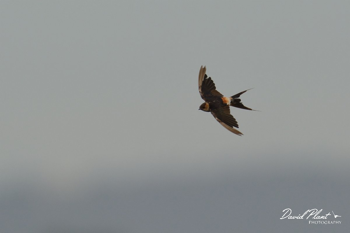 DPP - Wildlife Photography - Red-rumped swallow - A.jpg - Red-rumped swallow in flight - Lagoa de São Lourenco