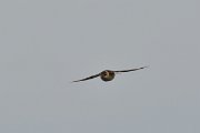 DPP - Wildlife Photography - Red-rumped swallow - D
