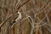 DPP - Wildlife Photography - Red-rumped swallow - E
