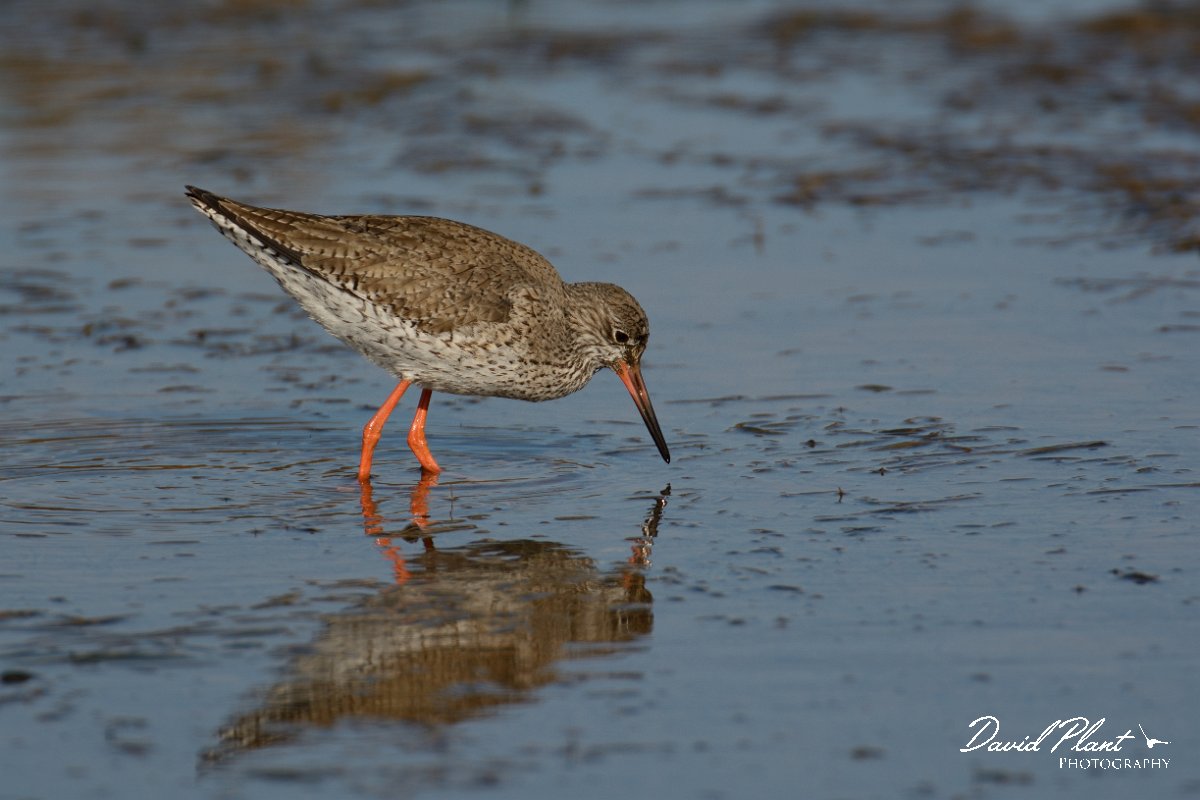 DPP - Wildlife Photography - Redshank - A.jpg - Redshank reflection - Sitio das 4 Aguas