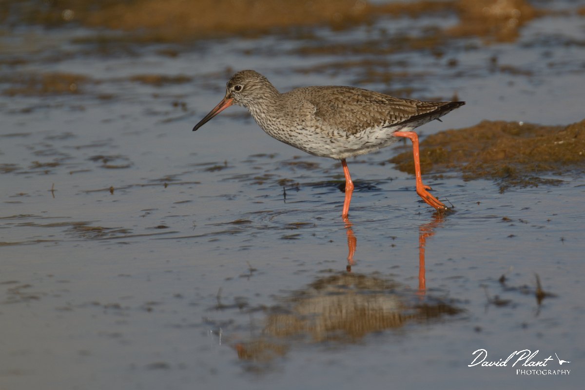 DPP - Wildlife Photography - Redshank - C.jpg - Redshank - Sitio das 4 Aguas